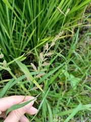 Echinochloa colona