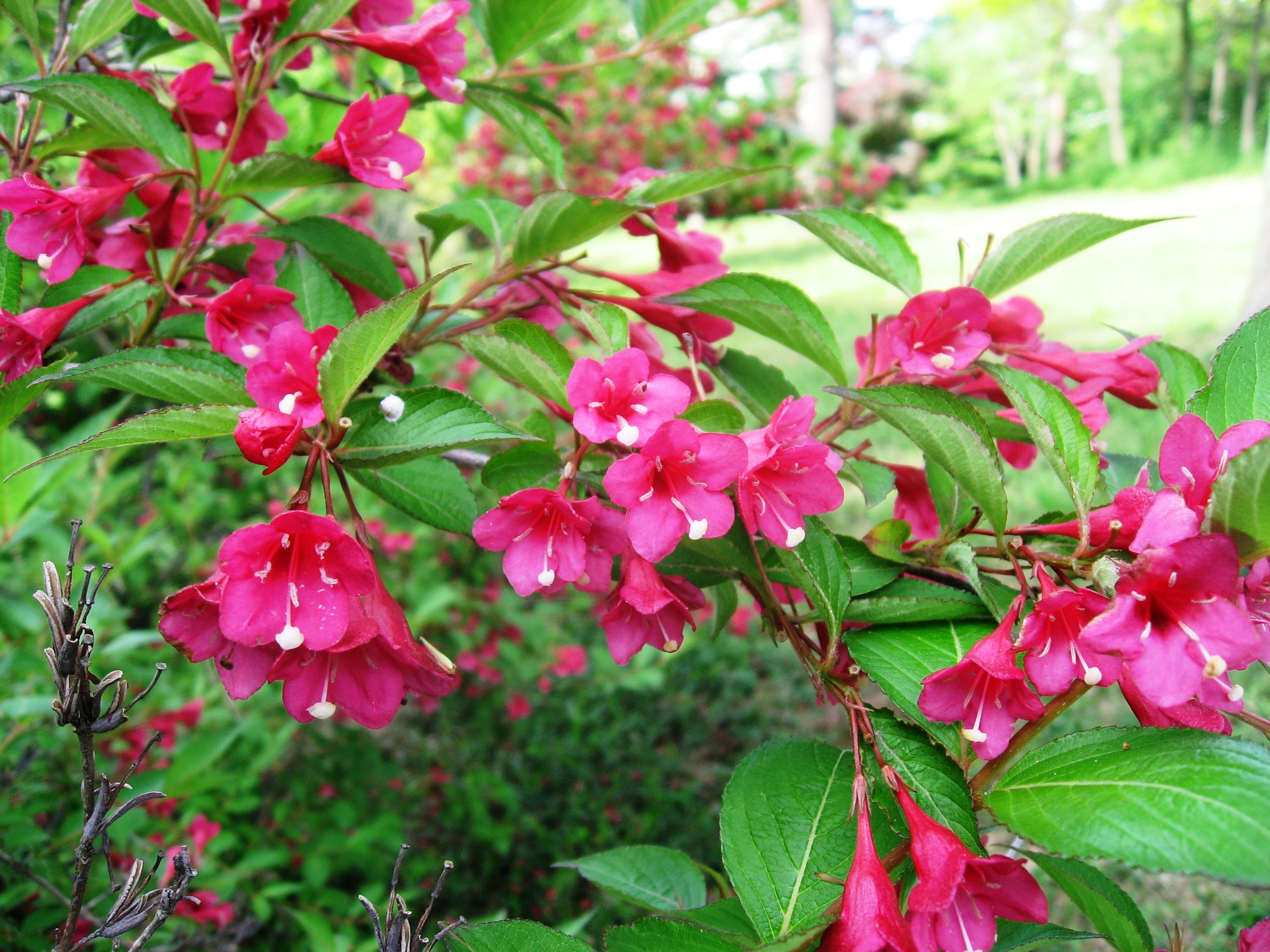 Weigela floribunda
