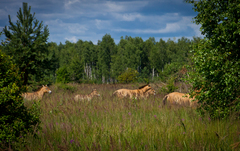 Equus ferus przewalskii