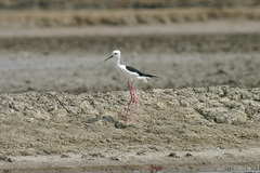 Himantopus himantopus