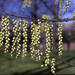 Stachyurus praecox - Photo (c) Smithsonian Institution, National Museum of Natural History, Department of Botany,  זכויות יוצרים חלקיות (CC BY-NC-SA)