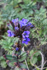 Gentiana scabra