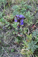 Gentiana scabra