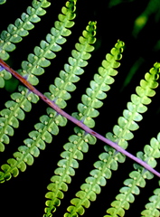 Gleichenia rupestris