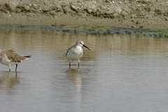 Calidris ferruginea