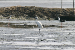 Egretta garzetta