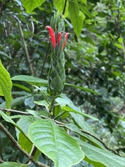 Pachystachys coccinea