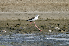 Himantopus himantopus