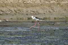 Himantopus himantopus