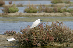 Egretta garzetta