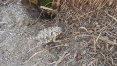 Phrynosoma coronatum