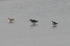 Calidris falcinellus