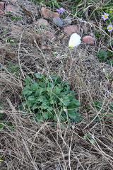Papaver sokolovskajae