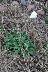 Papaver sokolovskajae