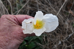 Papaver sokolovskajae