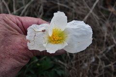 Papaver sokolovskajae