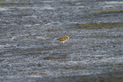 Calidris subminuta