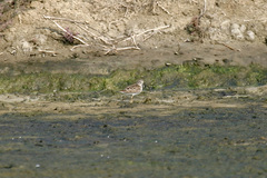 Calidris subminuta