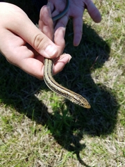 Ophisaurus attenuatus