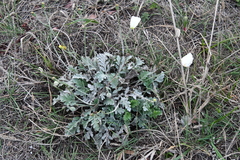 Papaver sokolovskajae