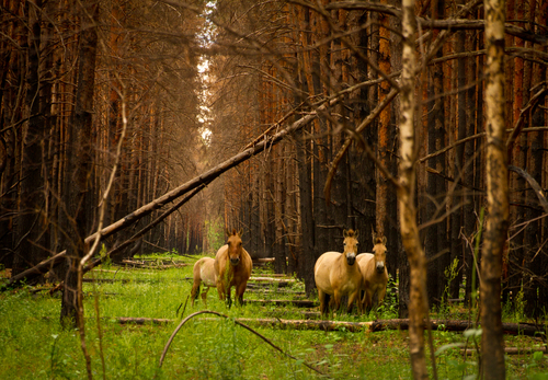 Wild Horse, Иванковский район, Киевская область, Украина, photo 8 of 10