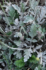 Papaver sokolovskajae