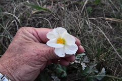 Papaver sokolovskajae