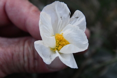 Papaver sokolovskajae