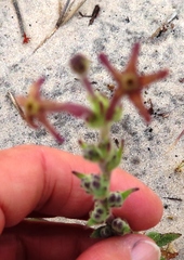 Lyperia tristis