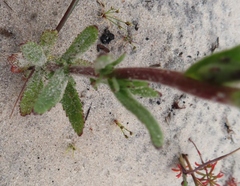 Lyperia tristis