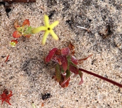 Lyperia tristis