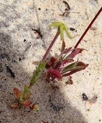 Lyperia tristis