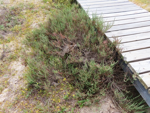Image of Salicornia pillansii by (c) linkie, some rights reserved (CC BY)