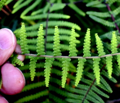 Gleichenia rupestris