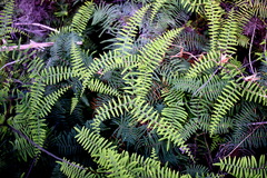 Gleichenia rupestris