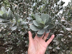 Conocarpus erectus sericeus