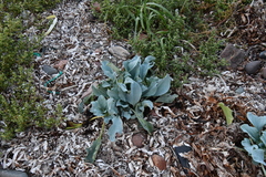 Mertensia simplicissima