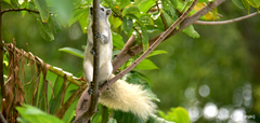 Callosciurus finlaysonii