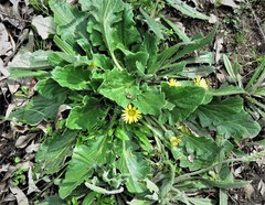 Cymbonotus lawsonianus