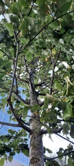 Tilia
