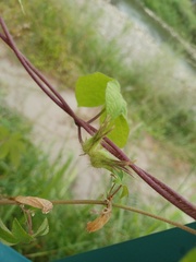 Humulus scandens