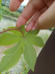 Humulus scandens