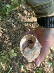 Hedleyella maconelli