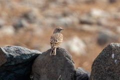 Alaudala rufescens rufescens