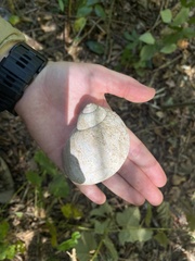 Hedleyella maconelli