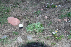 Papaver sokolovskajae