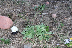 Papaver sokolovskajae