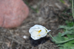 Papaver sokolovskajae