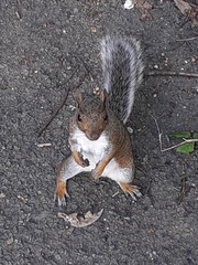 Sciurus carolinensis