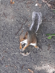 Sciurus carolinensis